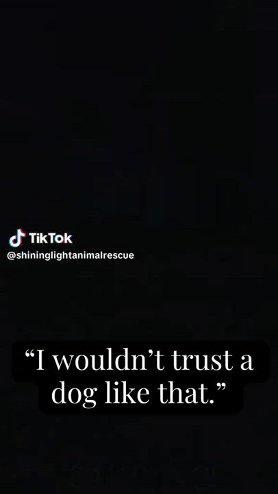 Enlarge Xena, a Adoptable Black Labrador Retriever in Royalton, IL video 3/4