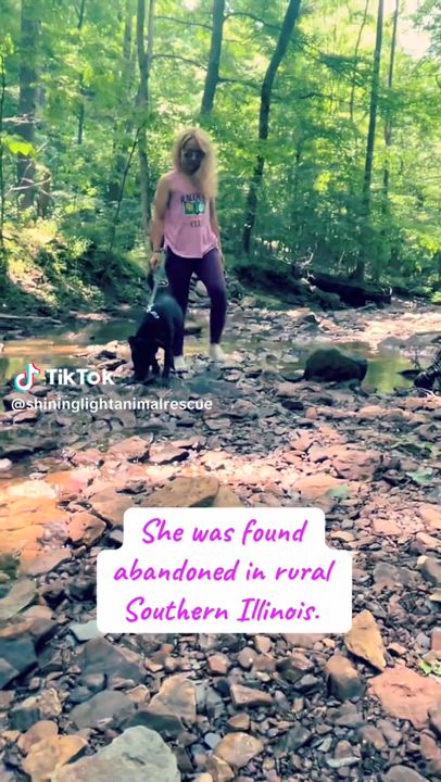 Enlarge Xena, a Adoptable Black Labrador Retriever in Royalton, IL video 4/4