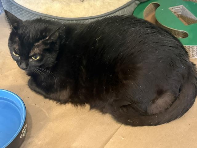 minnie and monty, Adoptable, Young Female Domestic Short Hair.