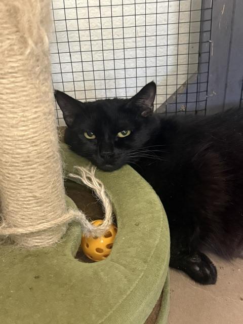 Enlarge minnie and monty, a Adoptable Domestic Short Hair in Jackson, CA image 2/2