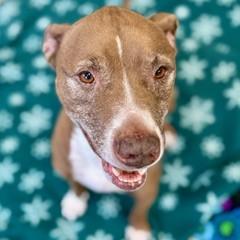 Jenna, a Adoptable mixed breed in Largo, FL image 1/2