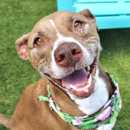 Jenna, Adoptable, Senior Female Labrador Retriever & Mixed Breed.