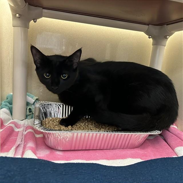 PEPPY, Adoptable, Young Male Domestic Short Hair.