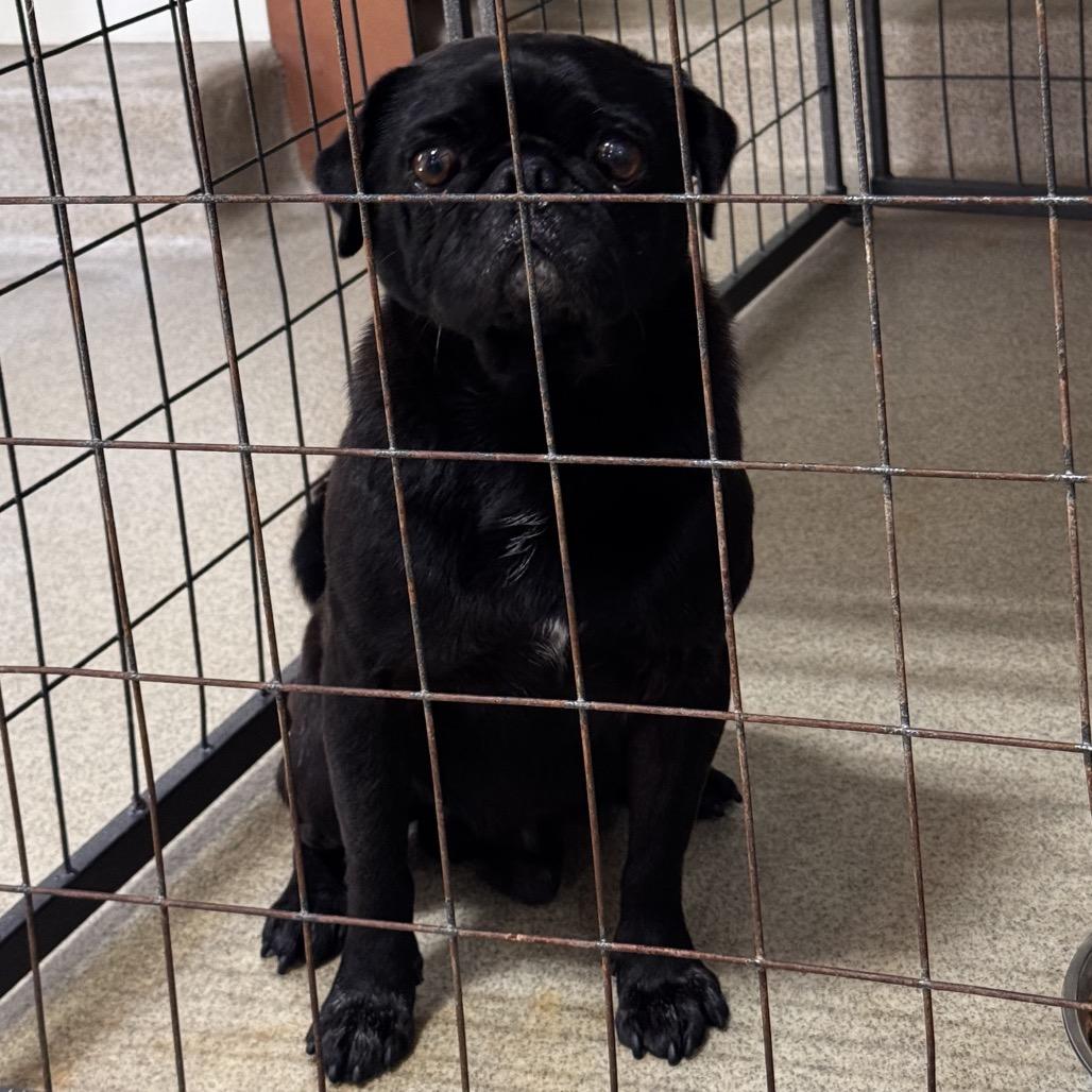 Enlarge GRAHAM, a Adoptable Pug in Upland, CA image 1/4