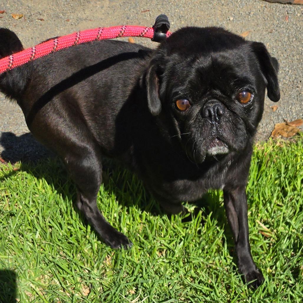 Enlarge GRAHAM, a Adoptable Pug in Upland, CA image 2/4