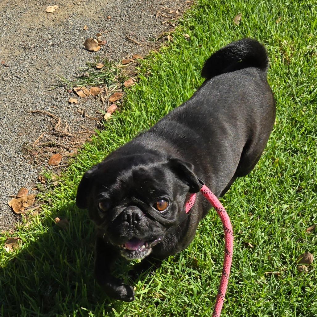 Enlarge GRAHAM, a Adoptable Pug in Upland, CA image 3/4