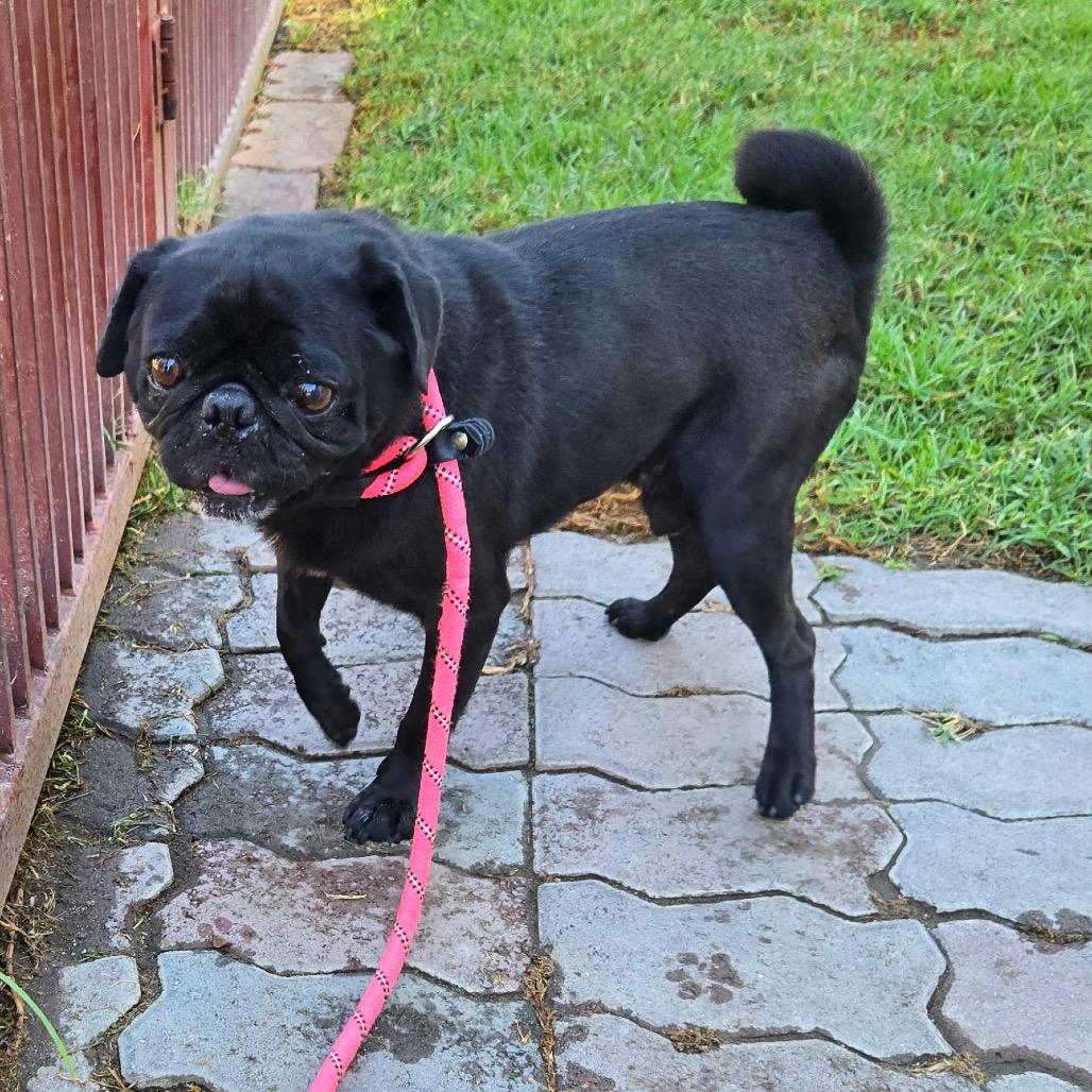 Enlarge GRAHAM, a Adoptable Pug in Upland, CA image 4/4