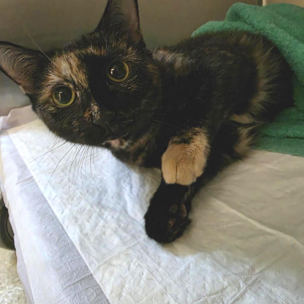 Trix, Adoptable, Adult Female Domestic Short Hair.