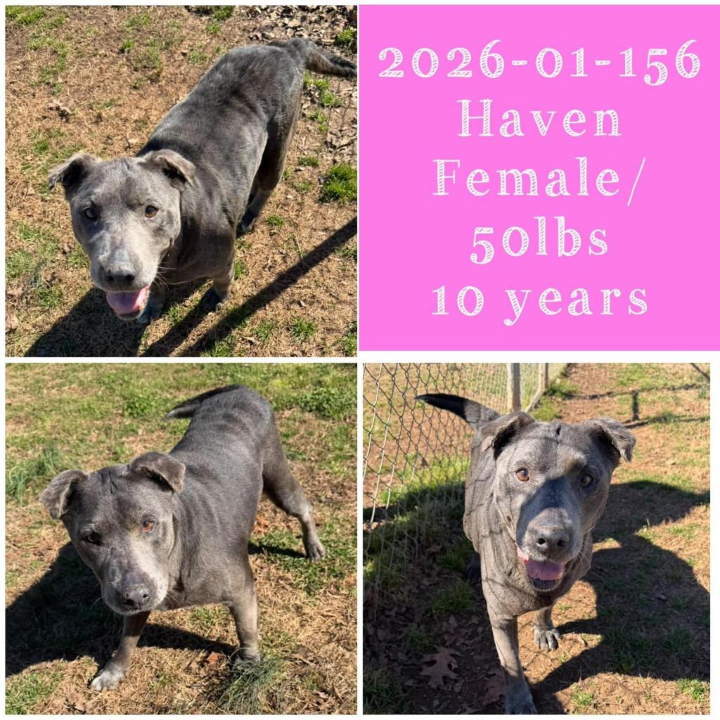2026-01-156 *Haven*, Adoptable, Senior Female Pit Bull Terrier.