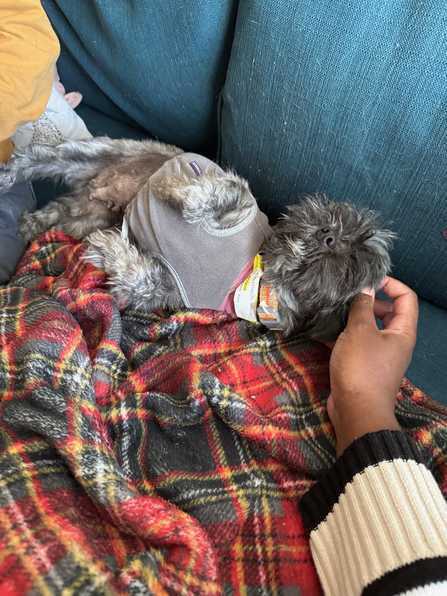 Enlarge Betty, a ADOPTABLE Maltese in Commerce City, CO image 2/3