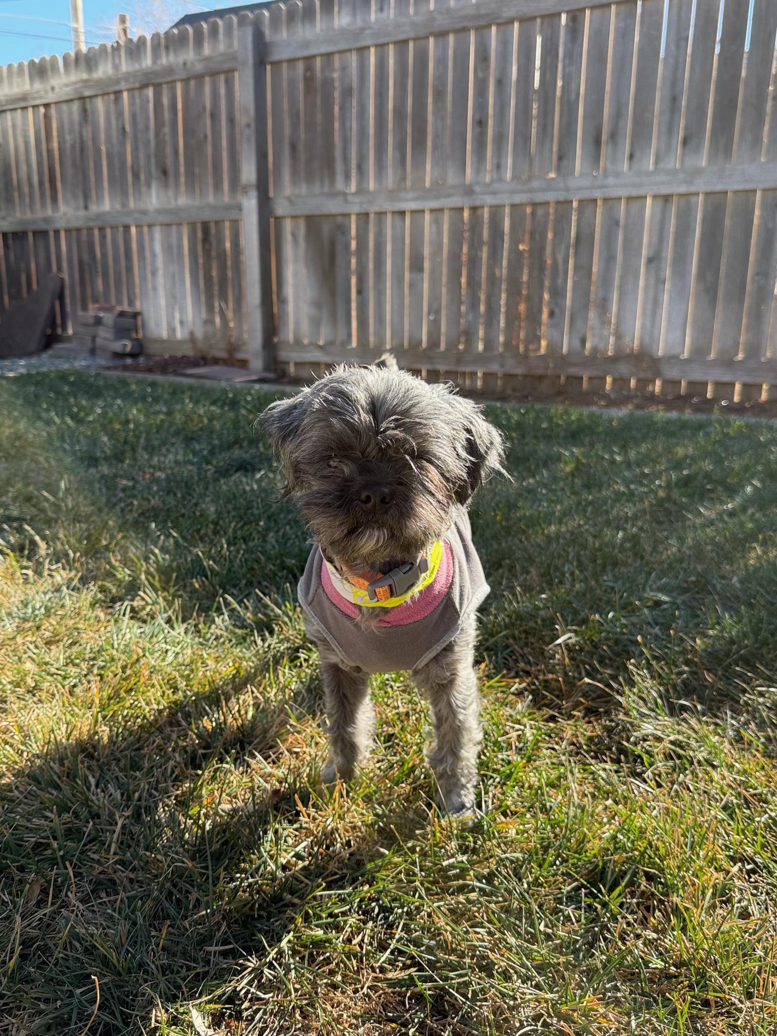 Betty, ADOPTABLE, Adult Female Maltese.