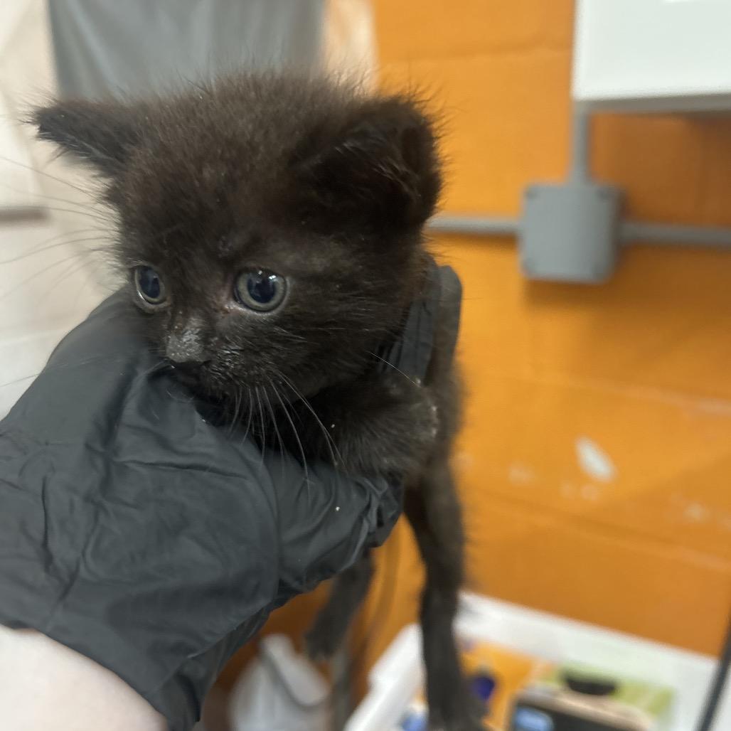 Memphis, Adoptable, Kitten Male American Shorthair.