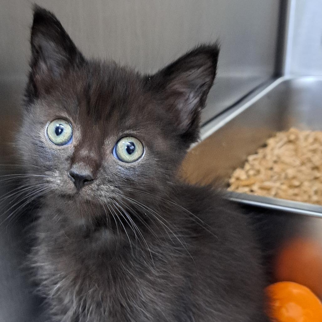 Memphis, a Adoptable American Shorthair in Austin, TX image 2/2