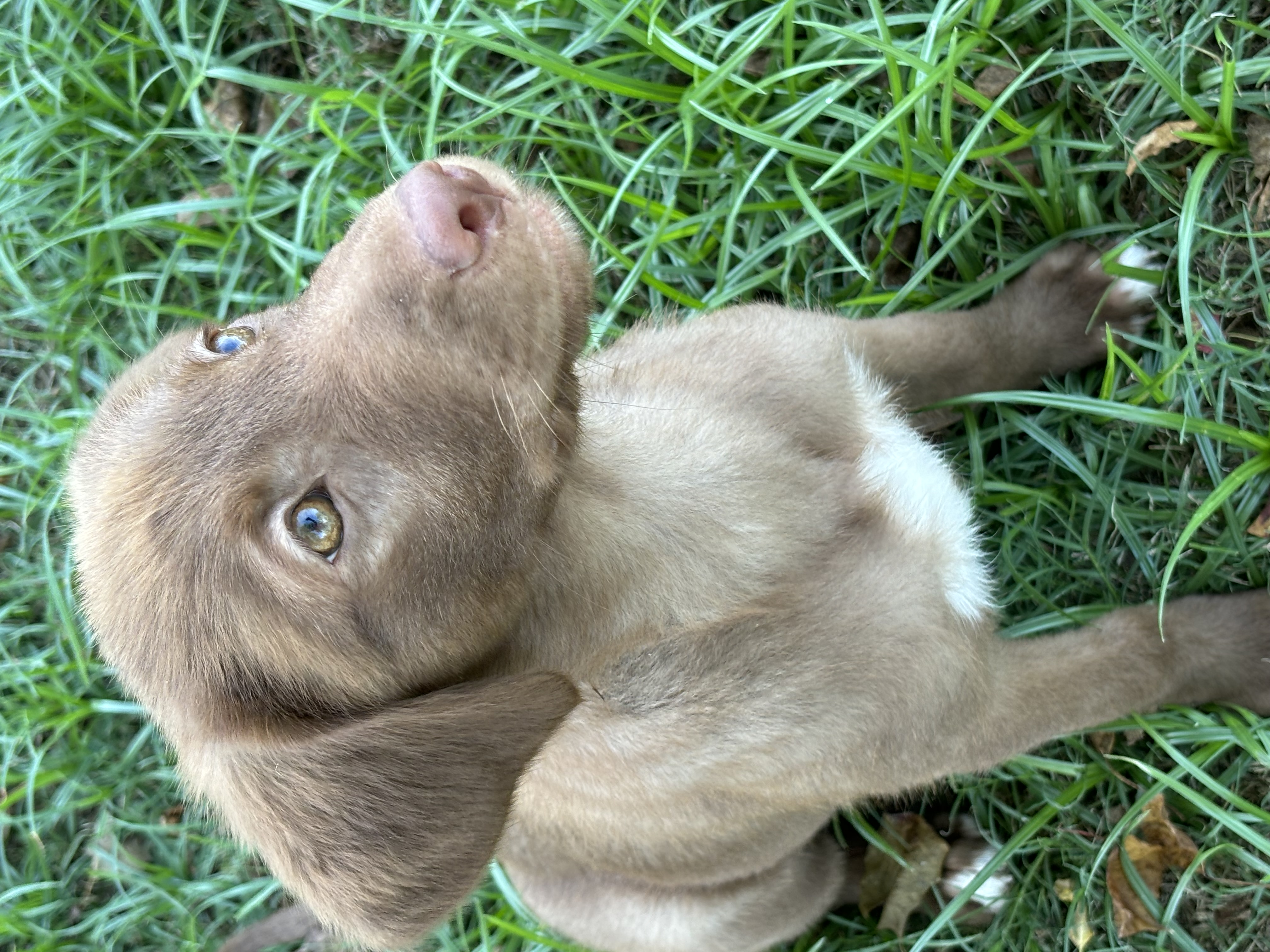Enlarge Raven, a Adopted mixed breed in Fountain, CO image 2/3
