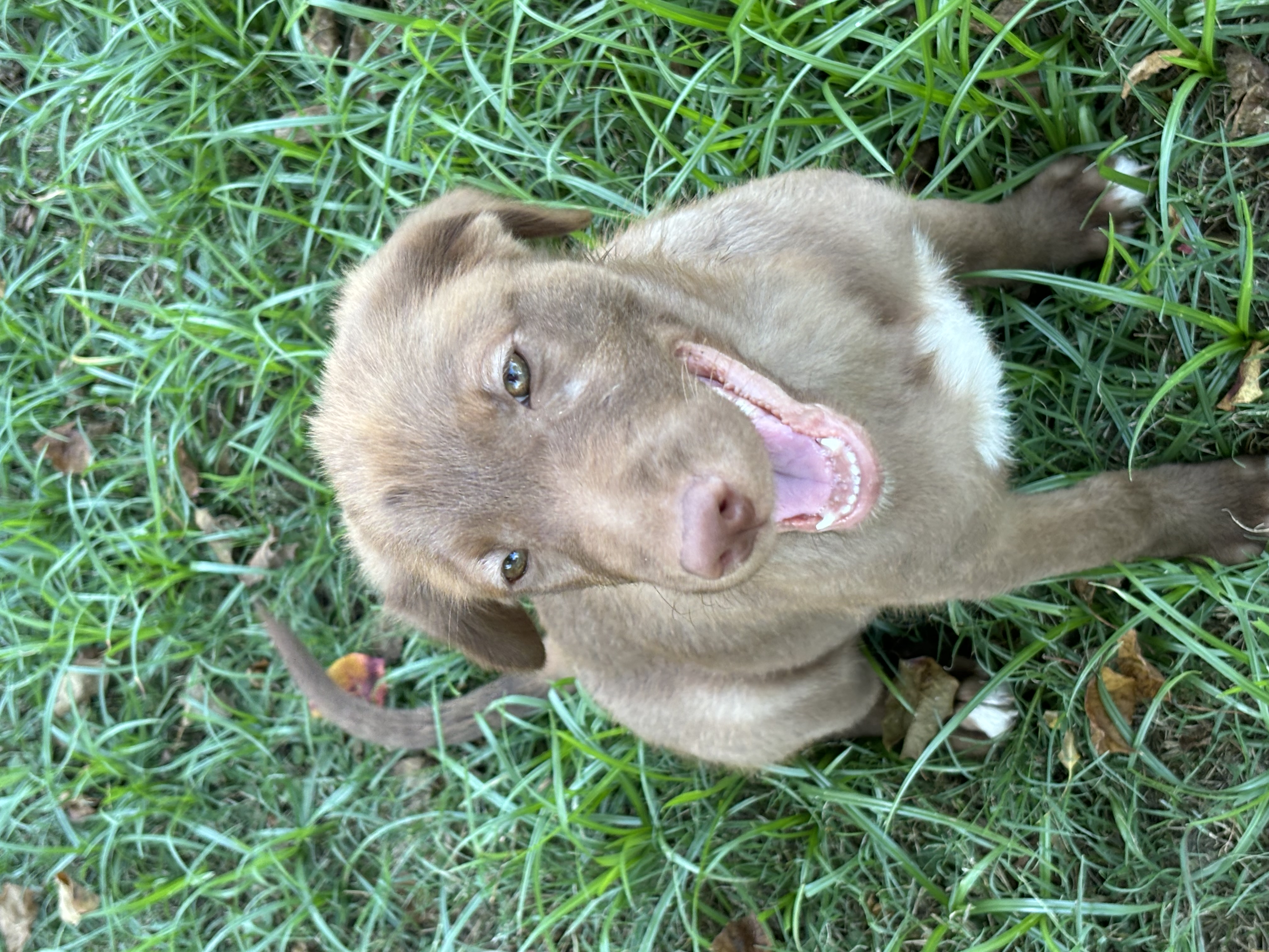 Enlarge Raven, a Adopted mixed breed in Fountain, CO image 3/3
