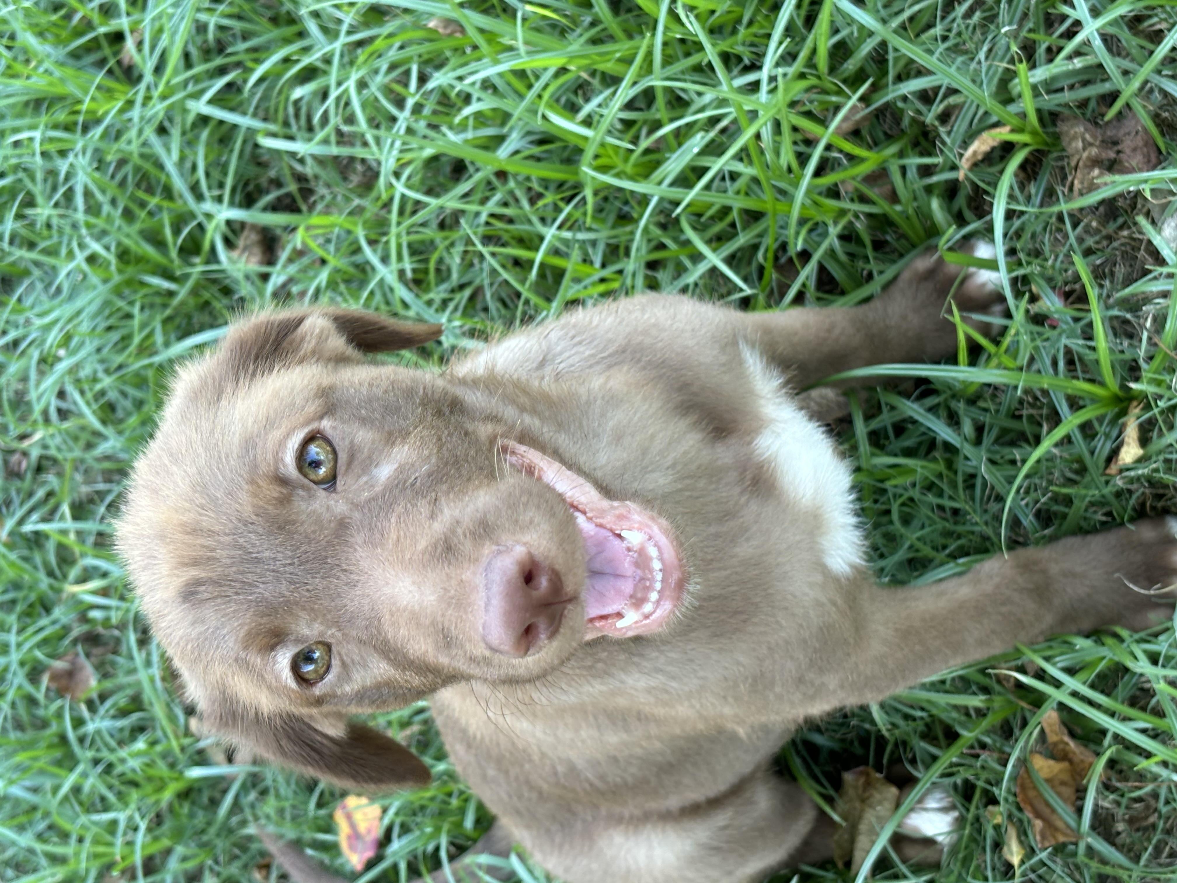 Raven, Adopted, Puppy Female Chocolate Labrador Retriever.