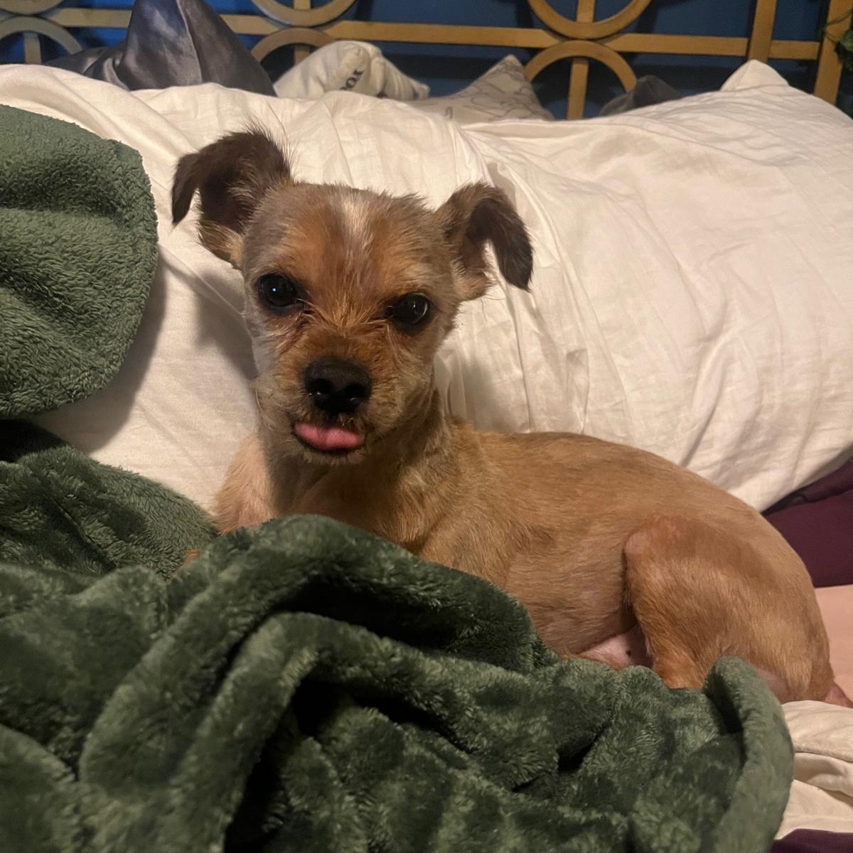 Henry Terrier Dog