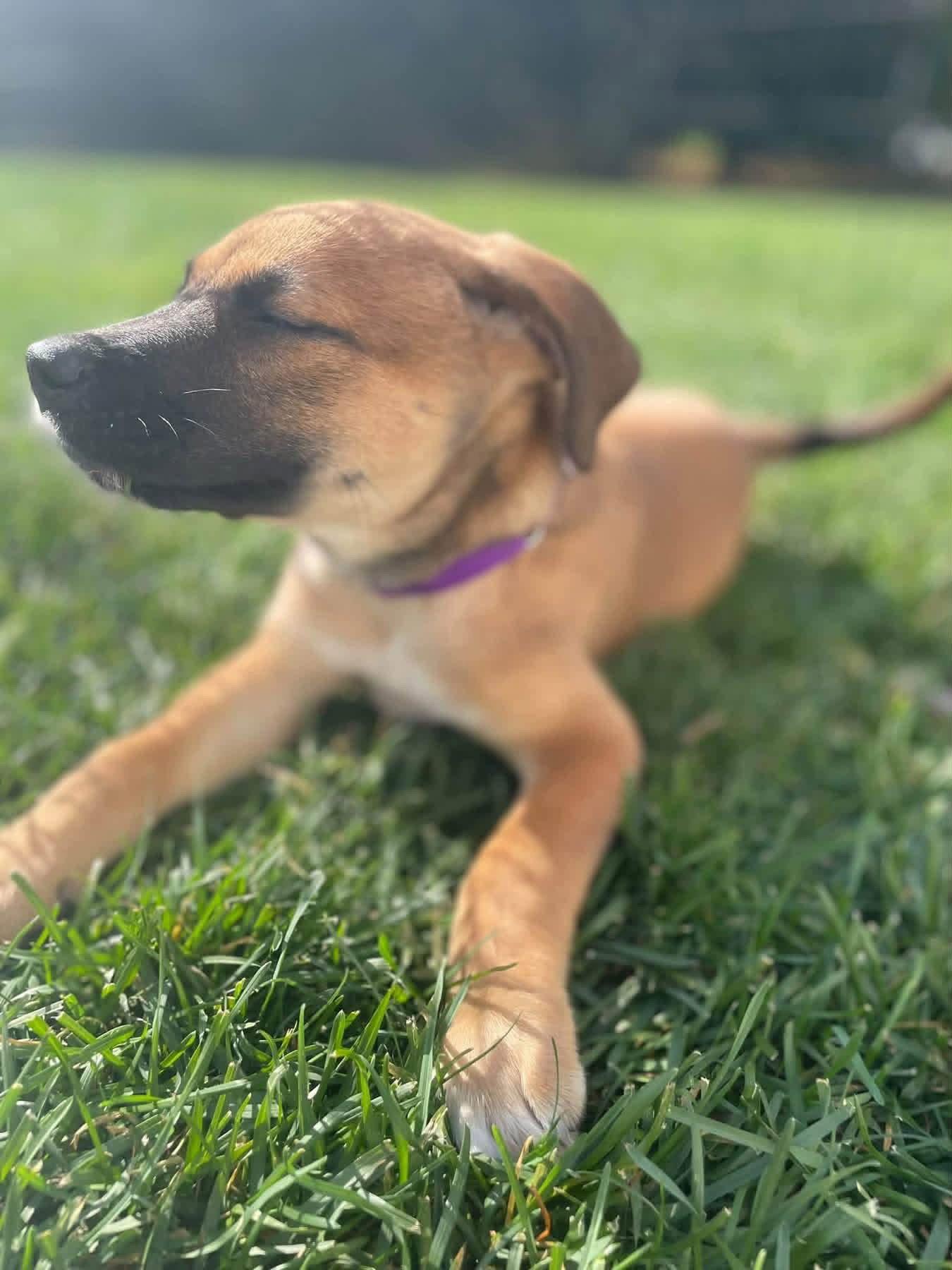 Nobie, Adoptable, Puppy Female Terrier.