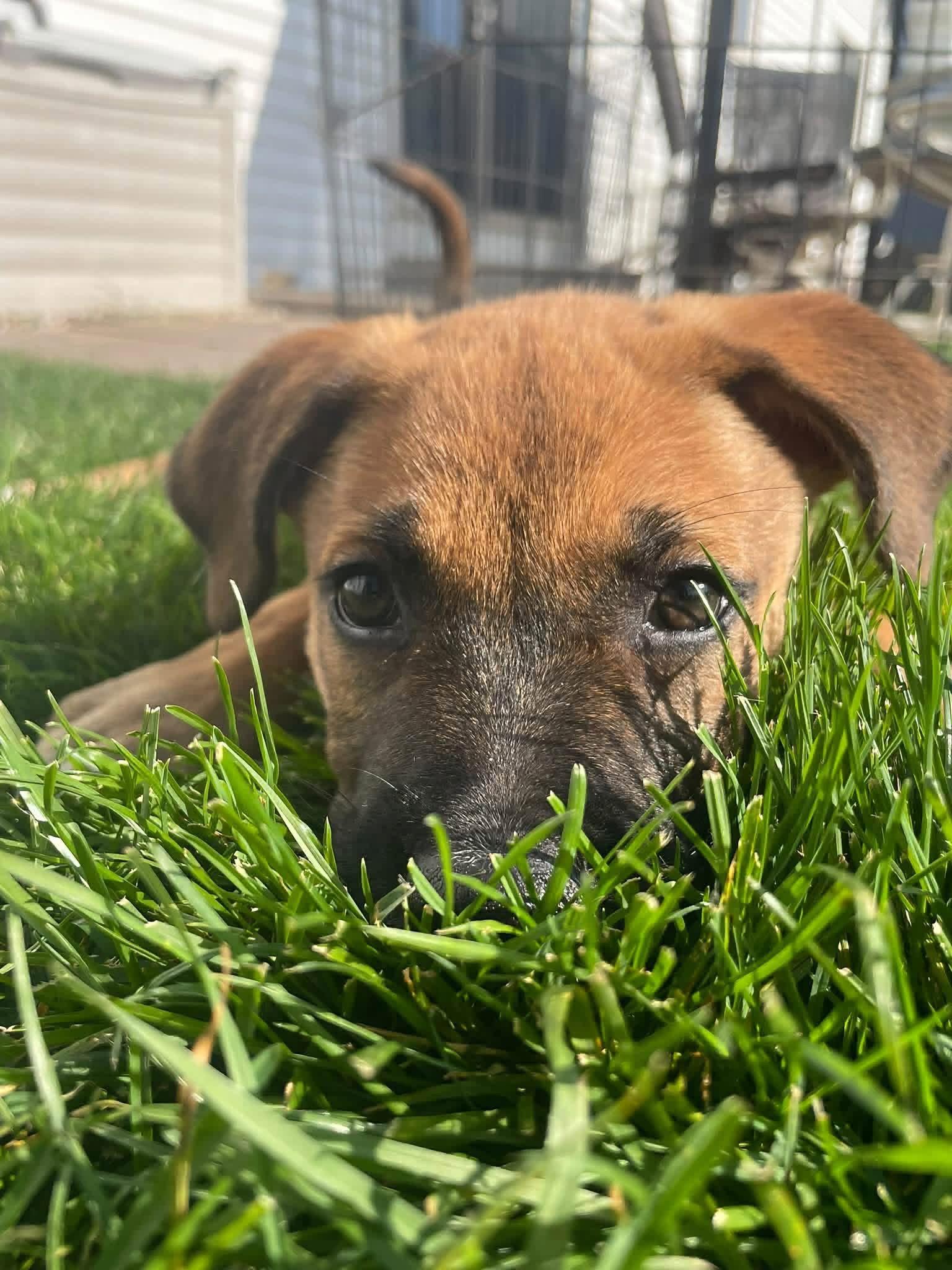 Enlarge Nobie, a Adoptable Terrier in New London, WI image 2/3