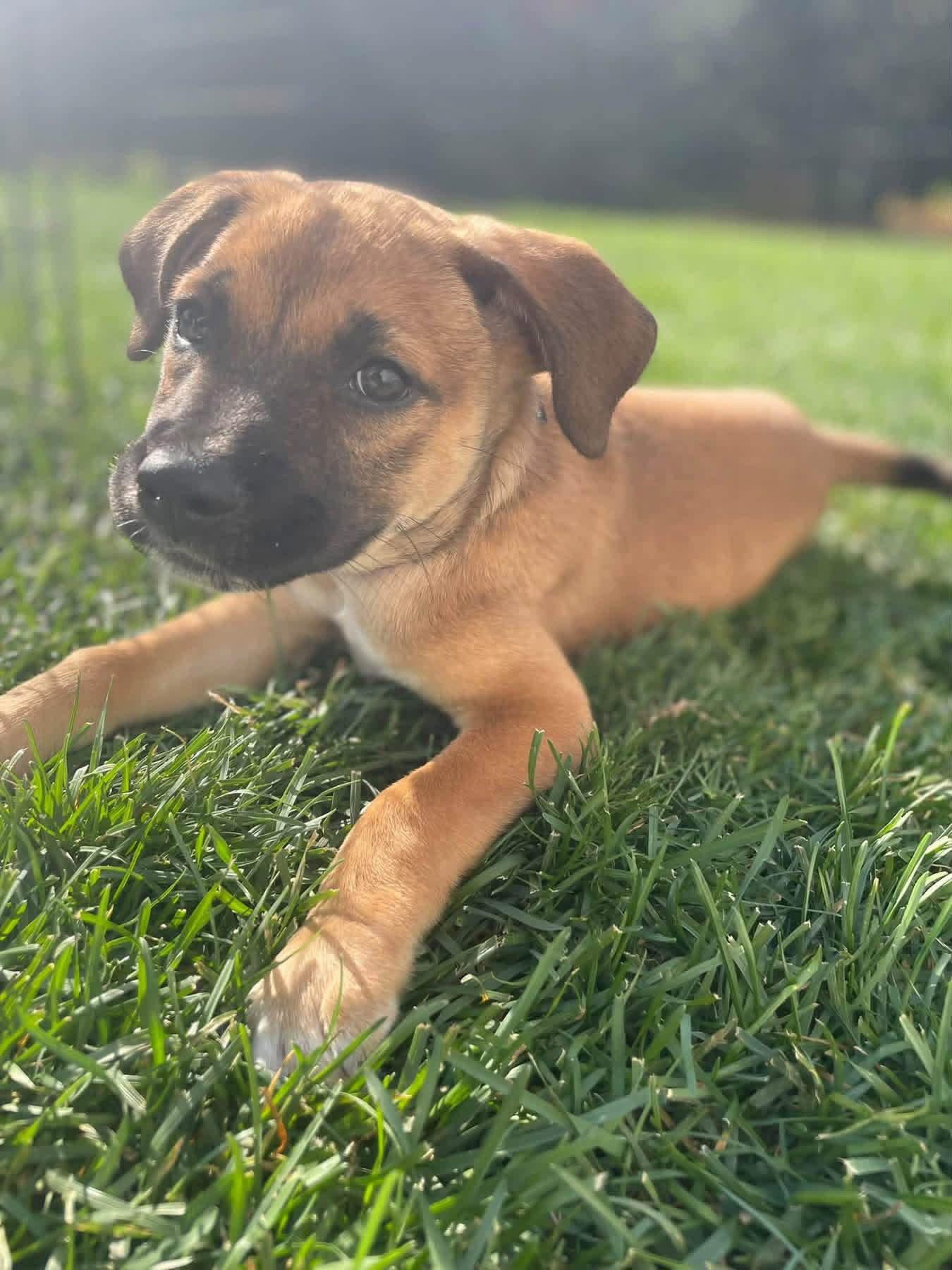 Enlarge Nobie, a Adoptable Terrier in New London, WI image 3/3
