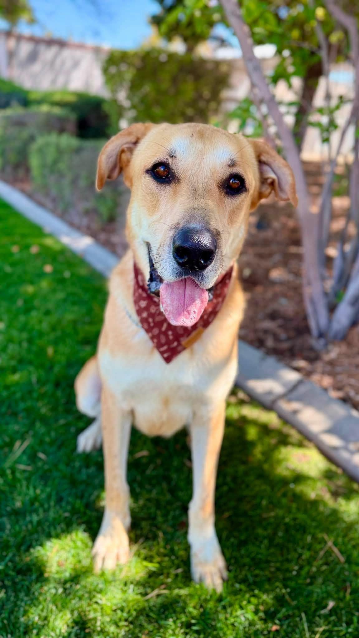 Lago, ADOPTABLE, Adult Male Great Pyrenees.