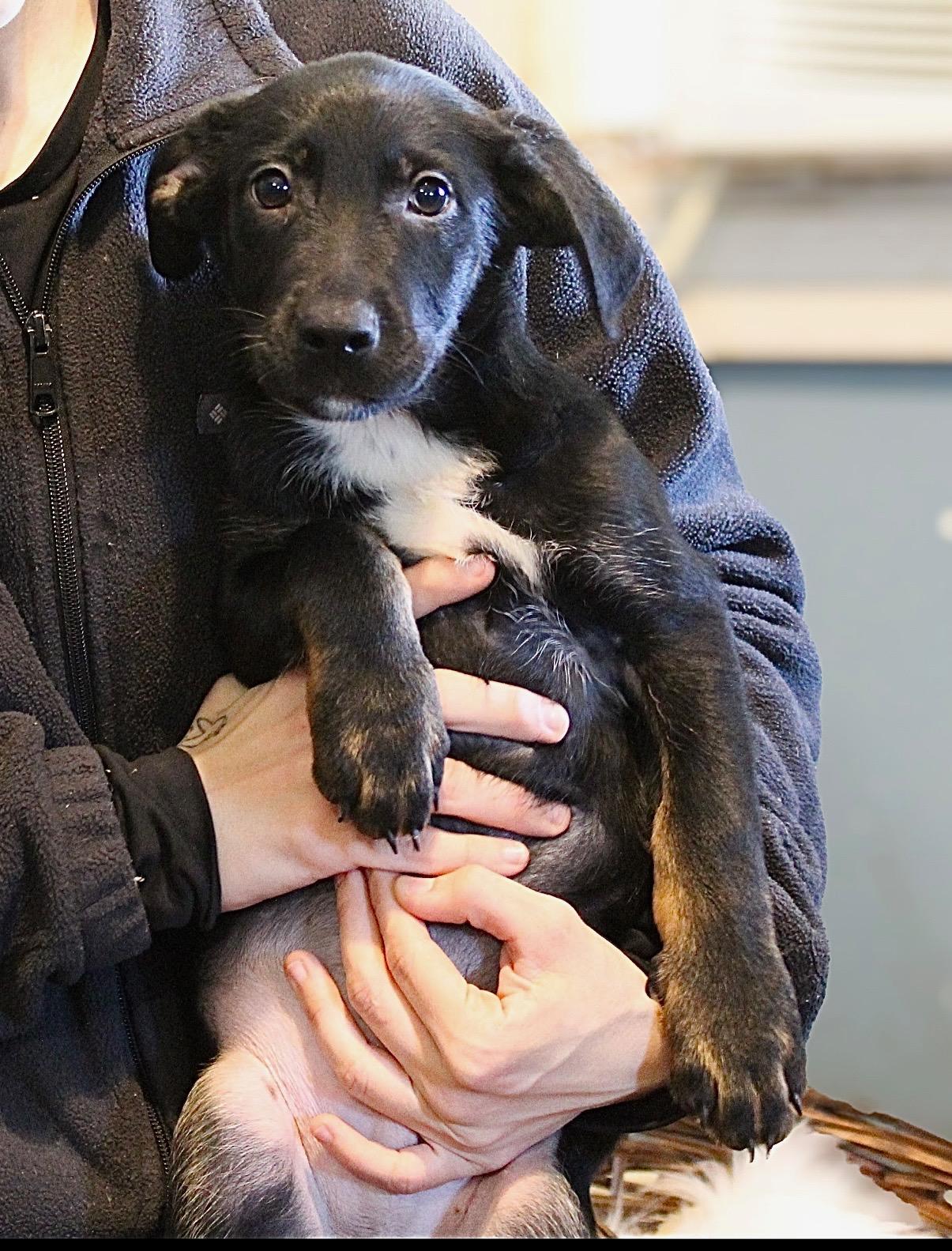 Enlarge Oliver, a Adoptable mixed breed in Westport, CT image 1/6