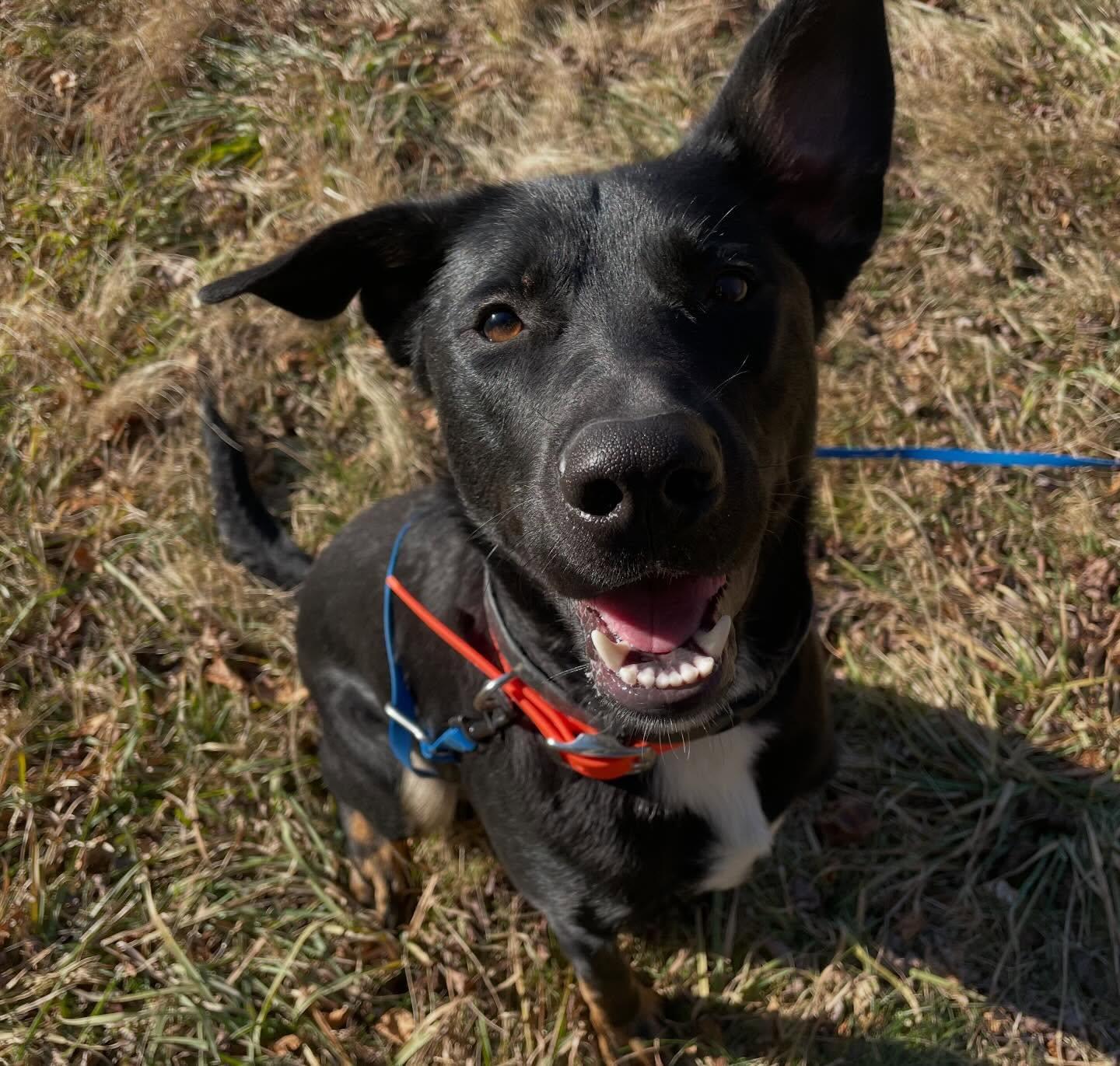 Enlarge Oliver, a Adoptable mixed breed in Westport, CT image 2/6
