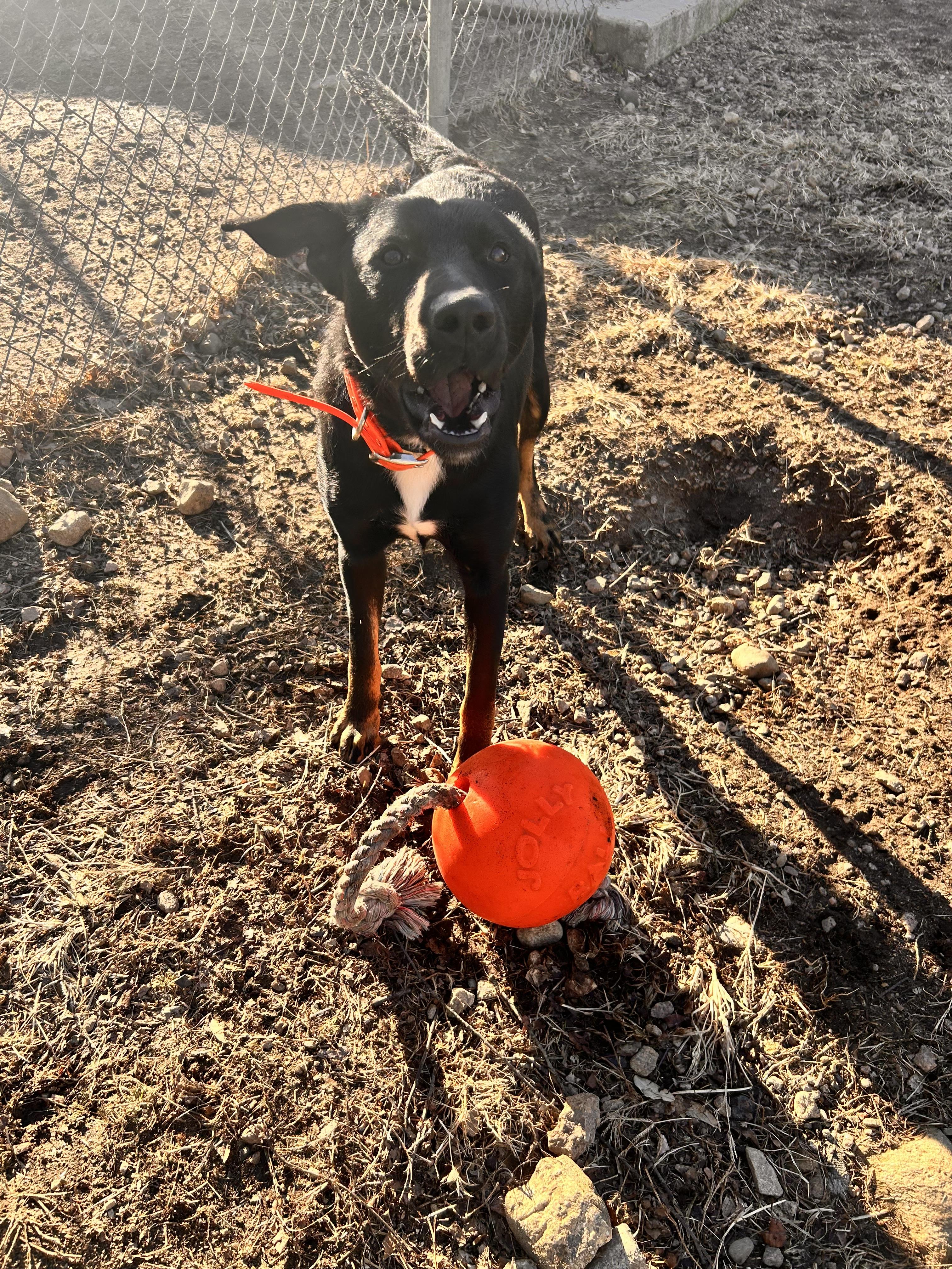 Enlarge Oliver, a Adoptable mixed breed in Westport, CT image 4/6