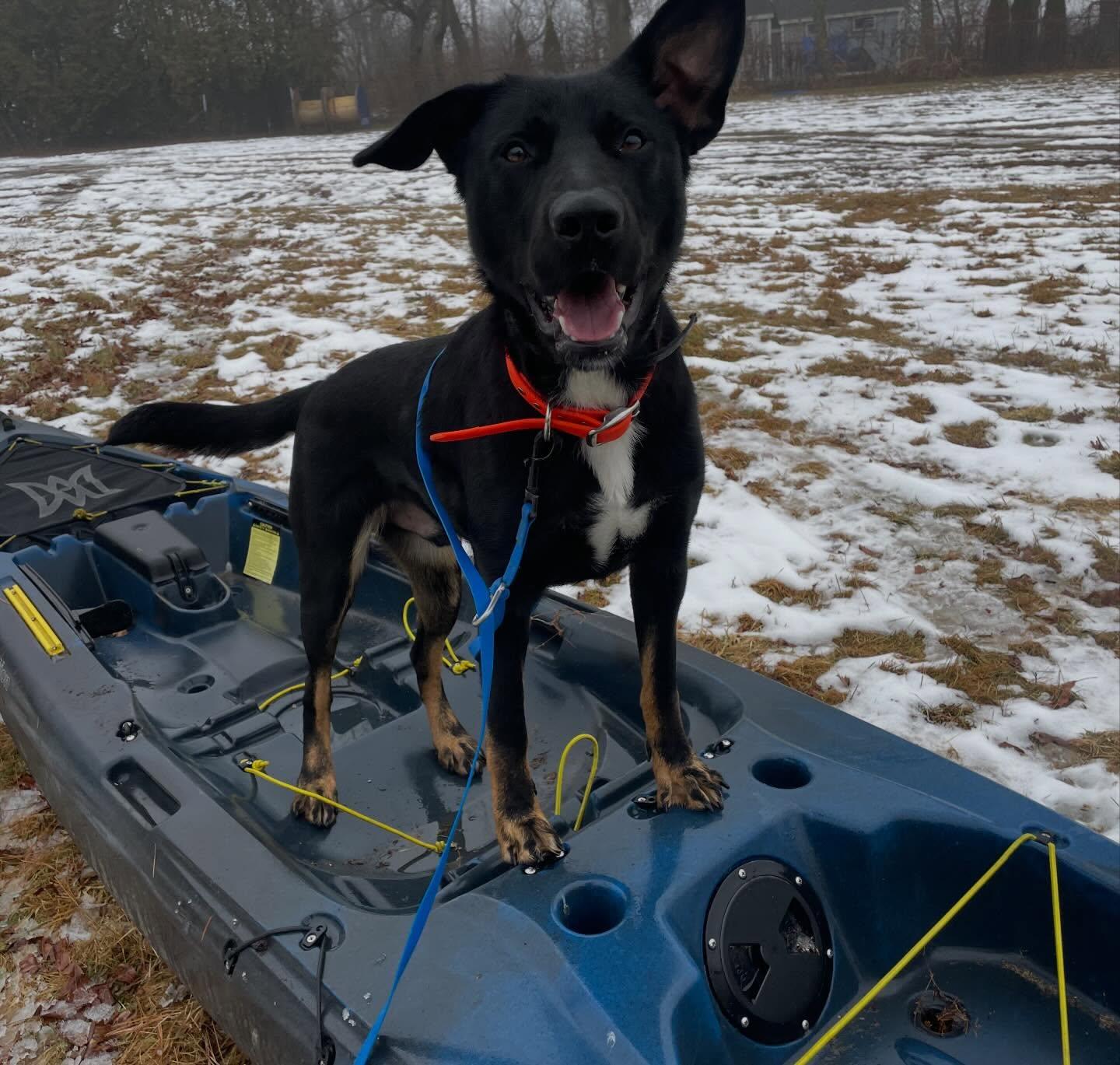 Enlarge Oliver, a Adoptable mixed breed in Westport, CT image 5/6