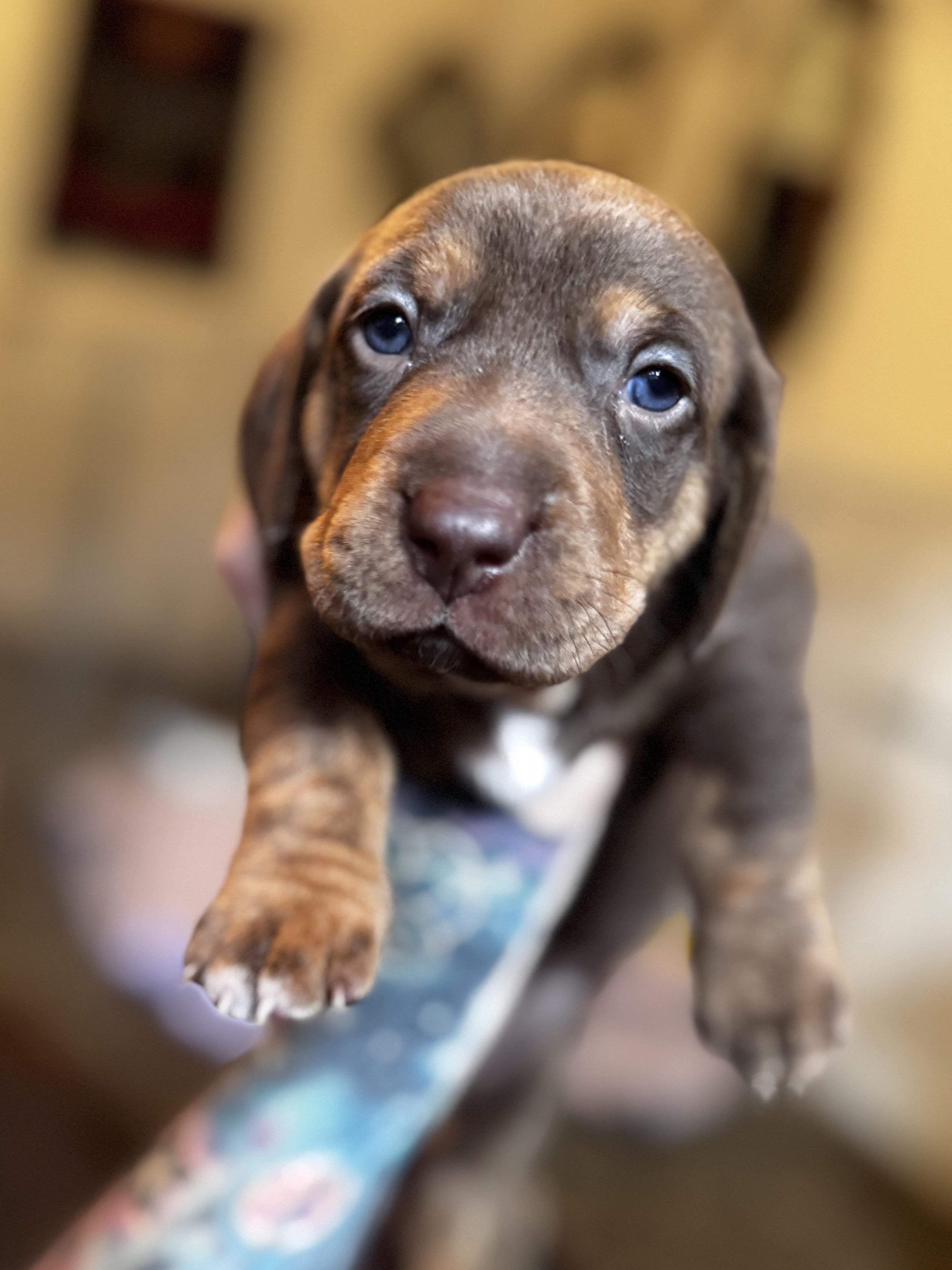 Enlarge Basil, a Adopted mixed breed in Arcata , CA image 2/6