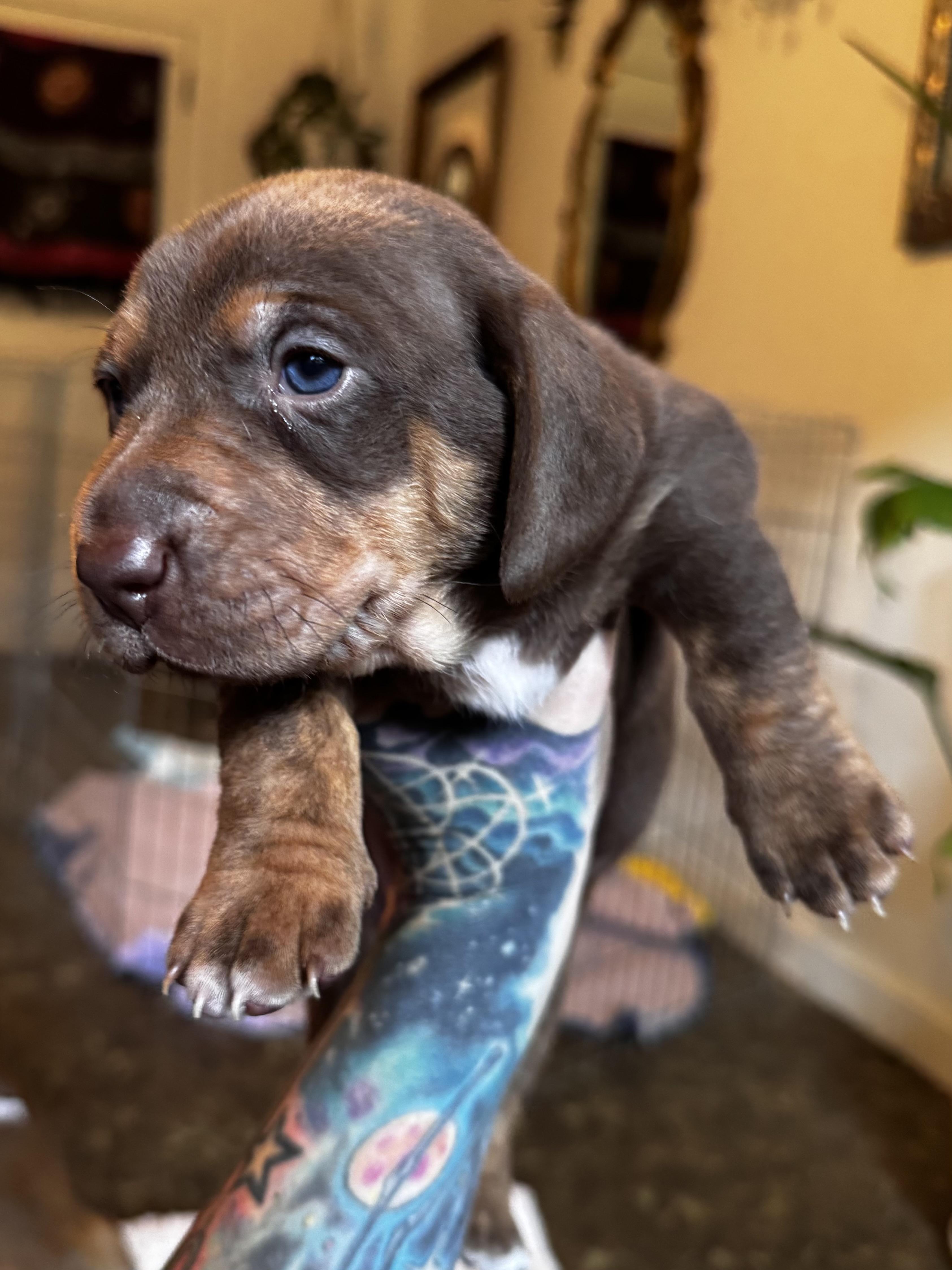 Enlarge Basil, a Adopted mixed breed in Arcata , CA image 4/6