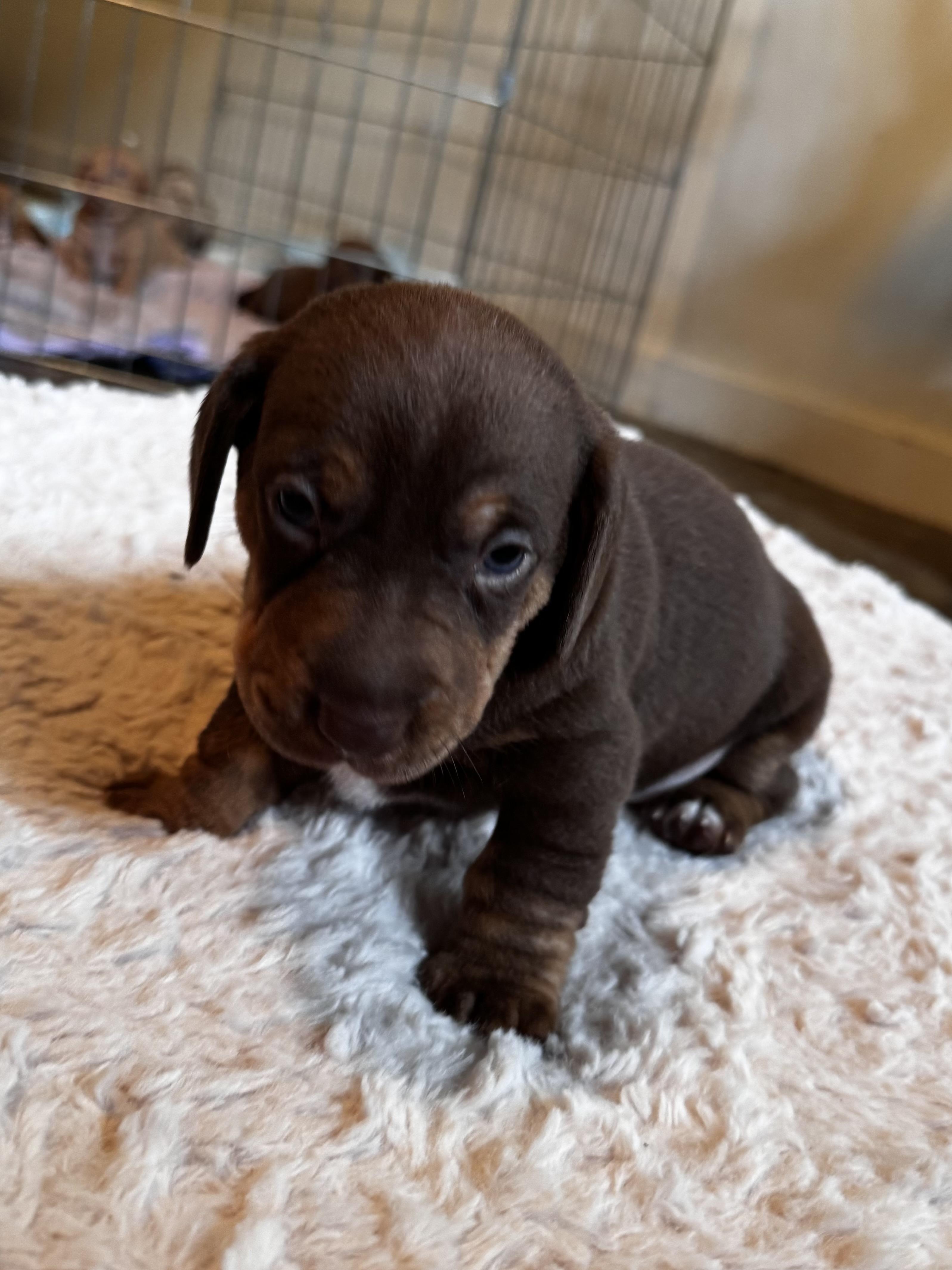 Basil, Adopted, Puppy Female Pit Bull Terrier & Miniature Schnauzer.