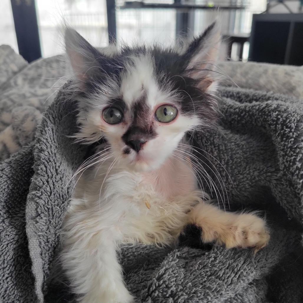 Enlarge Nonna, a Adoptable Domestic Medium Hair in Rochester, MN image 1/4