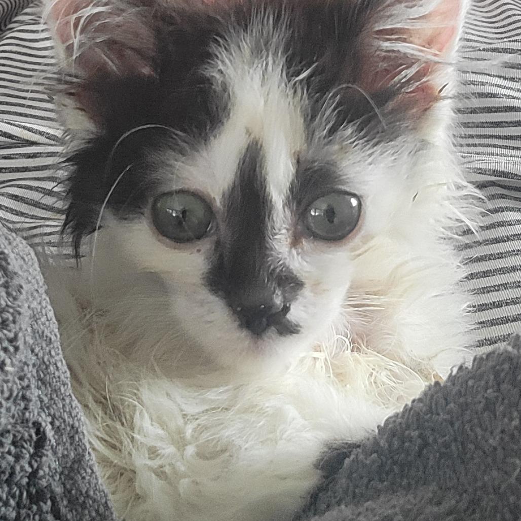 Enlarge Nonna, a Adoptable Domestic Medium Hair in Rochester, MN image 2/4