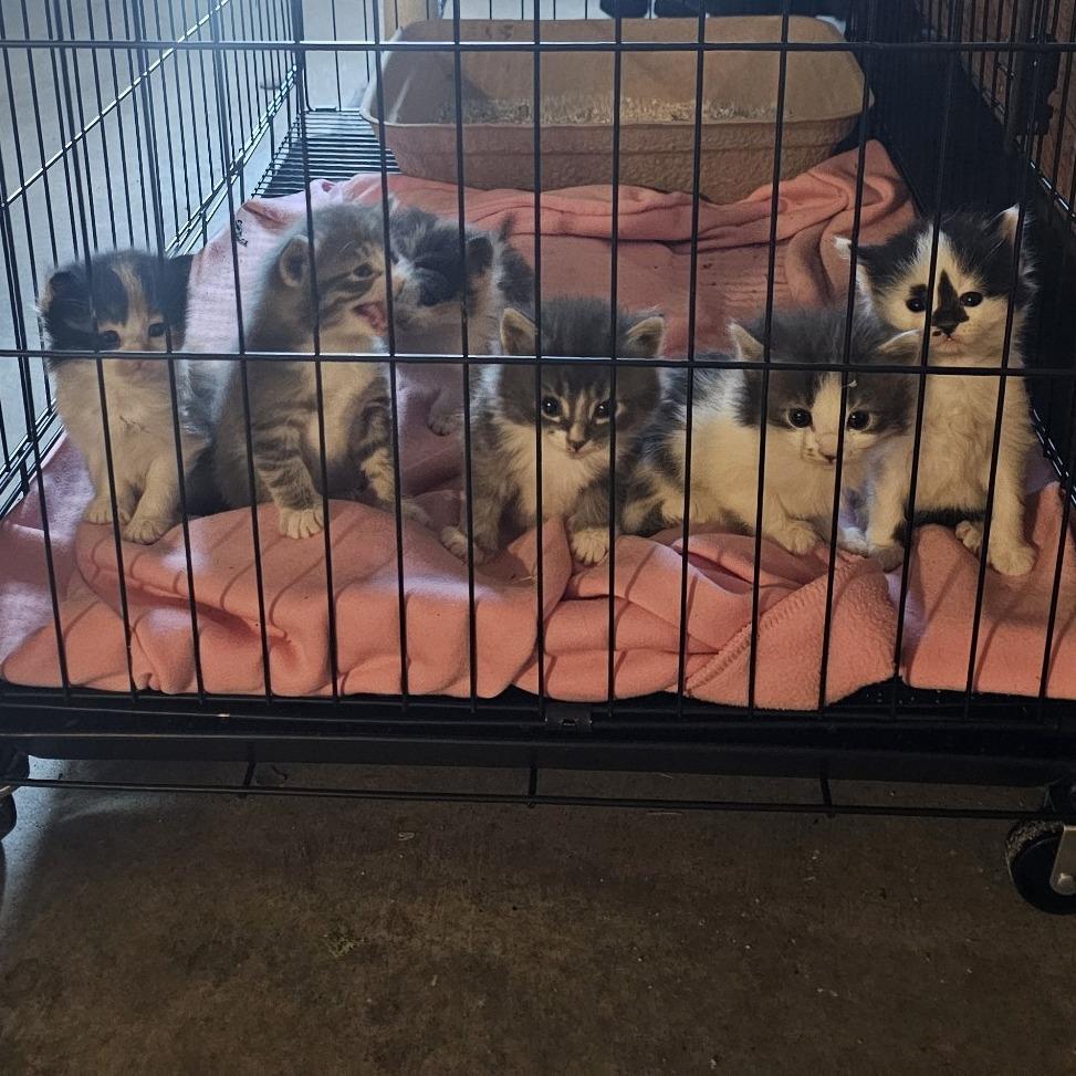 Enlarge Nonna, a Adoptable Domestic Medium Hair in Rochester, MN image 4/4