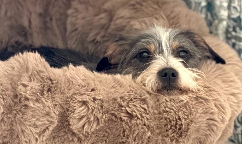 Enlarge Beth, an adopted Terrier in Brooklyn, NY image 5/5