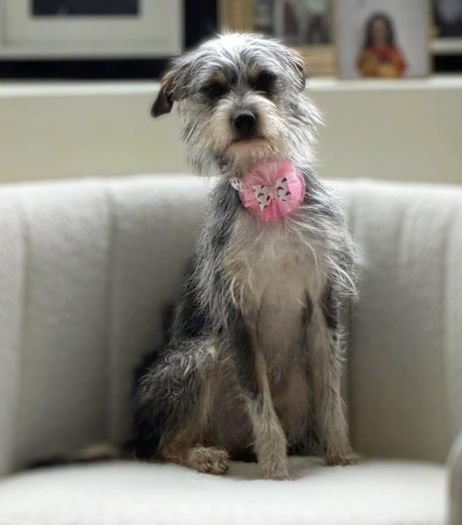 Enlarge Beth, an adopted Terrier in Brooklyn, NY image 3/5