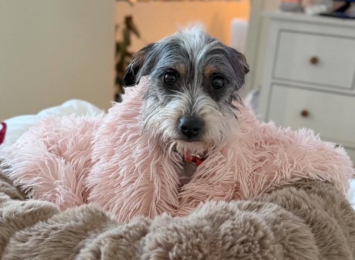 Enlarge Beth, an adopted Terrier in Brooklyn, NY image 1/5