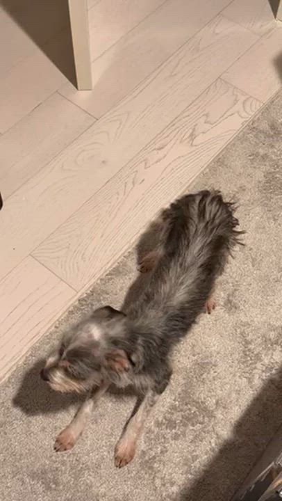 Enlarge Beth, an adopted Terrier in Brooklyn, NY video 2/5