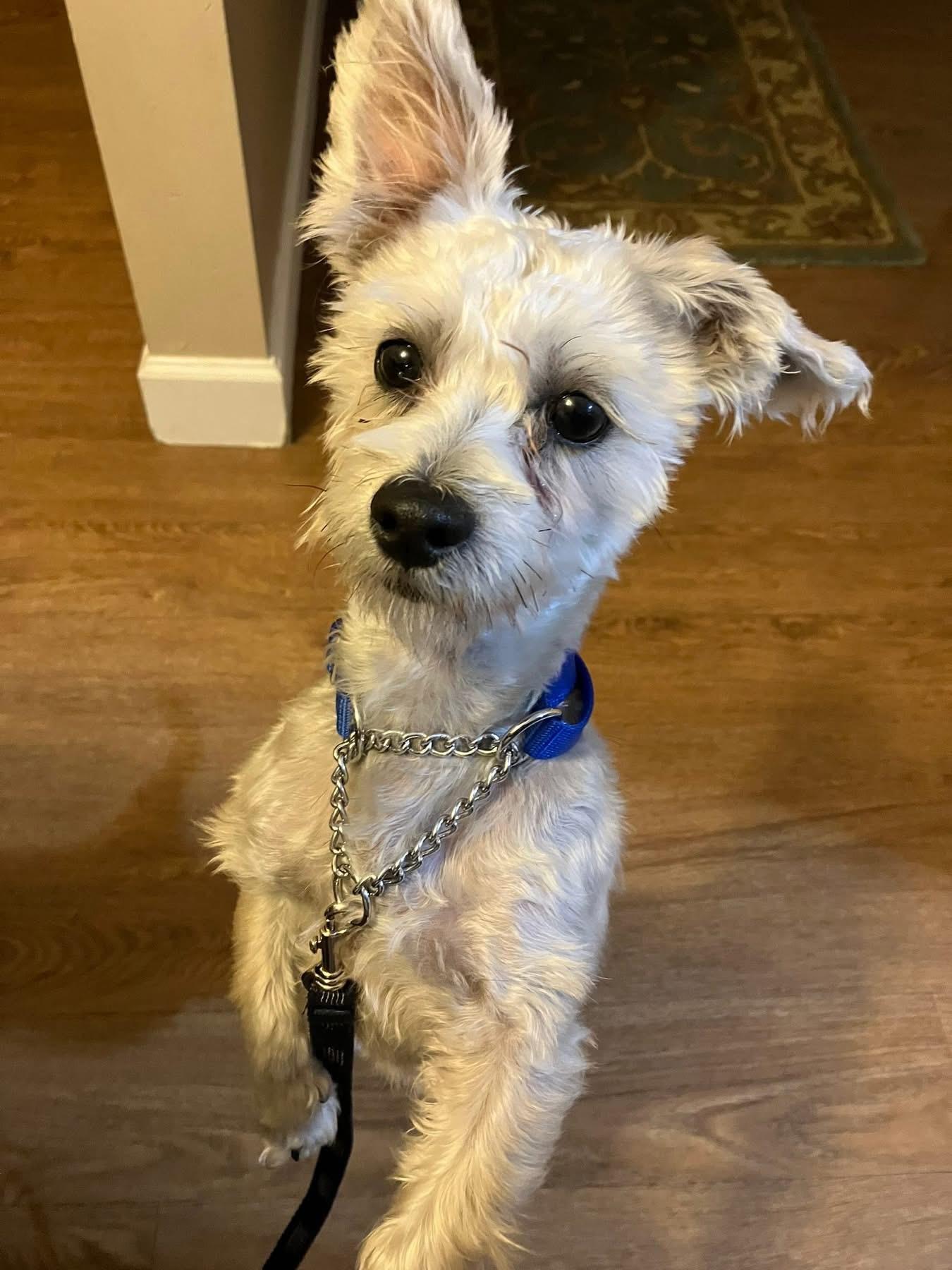 CIDER, Adoptable, Adult Male Silky Terrier.