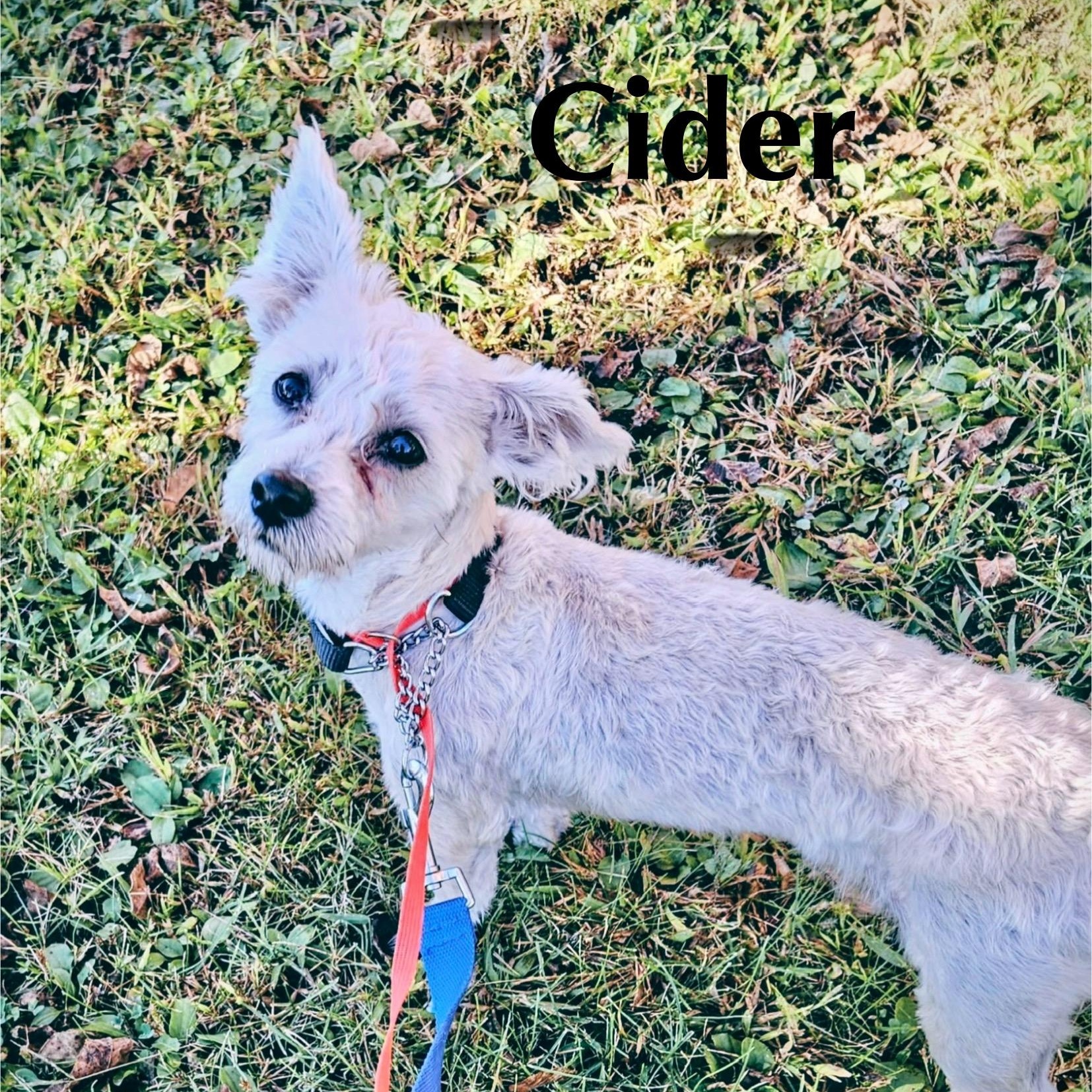 CIDER, a Adoptable mixed breed in Schnecksville, PA image 2/4