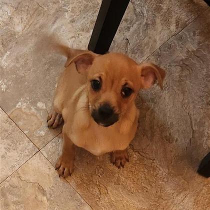 Klaus — thumbnail 2