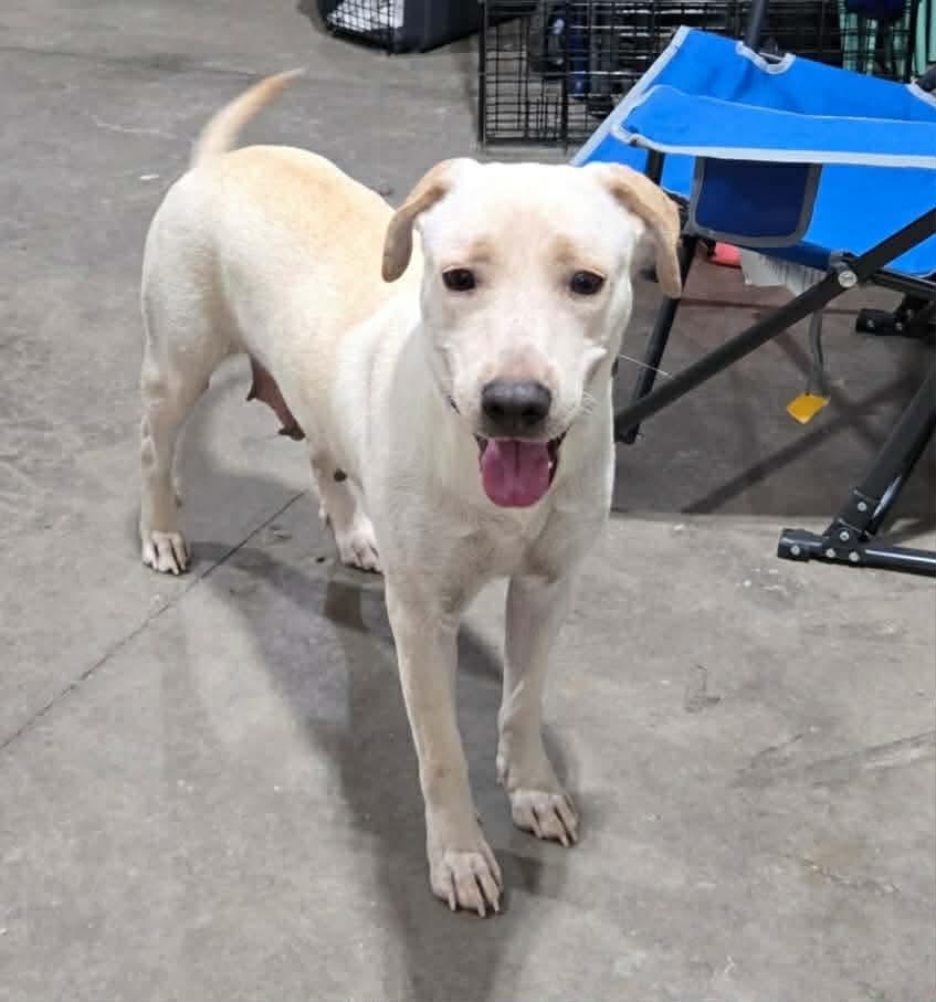 Autumn, Adoptable, Adult Female Labrador Retriever.