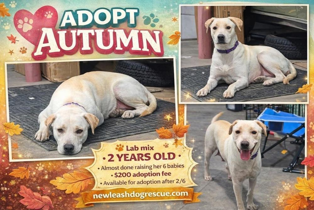 Enlarge Autumn, a Adoptable Labrador Retriever in Rockland, WI image 2/6