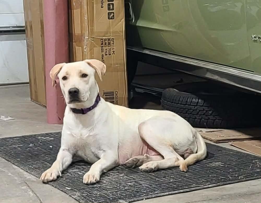 Enlarge Autumn, a Adoptable Labrador Retriever in Rockland, WI image 3/6