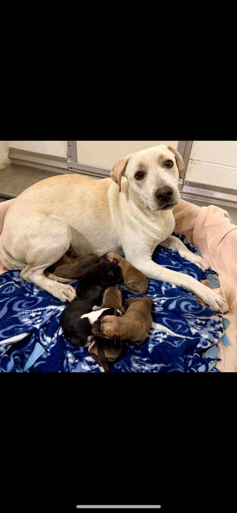 Enlarge Autumn, a Adoptable Labrador Retriever in Rockland, WI image 6/6