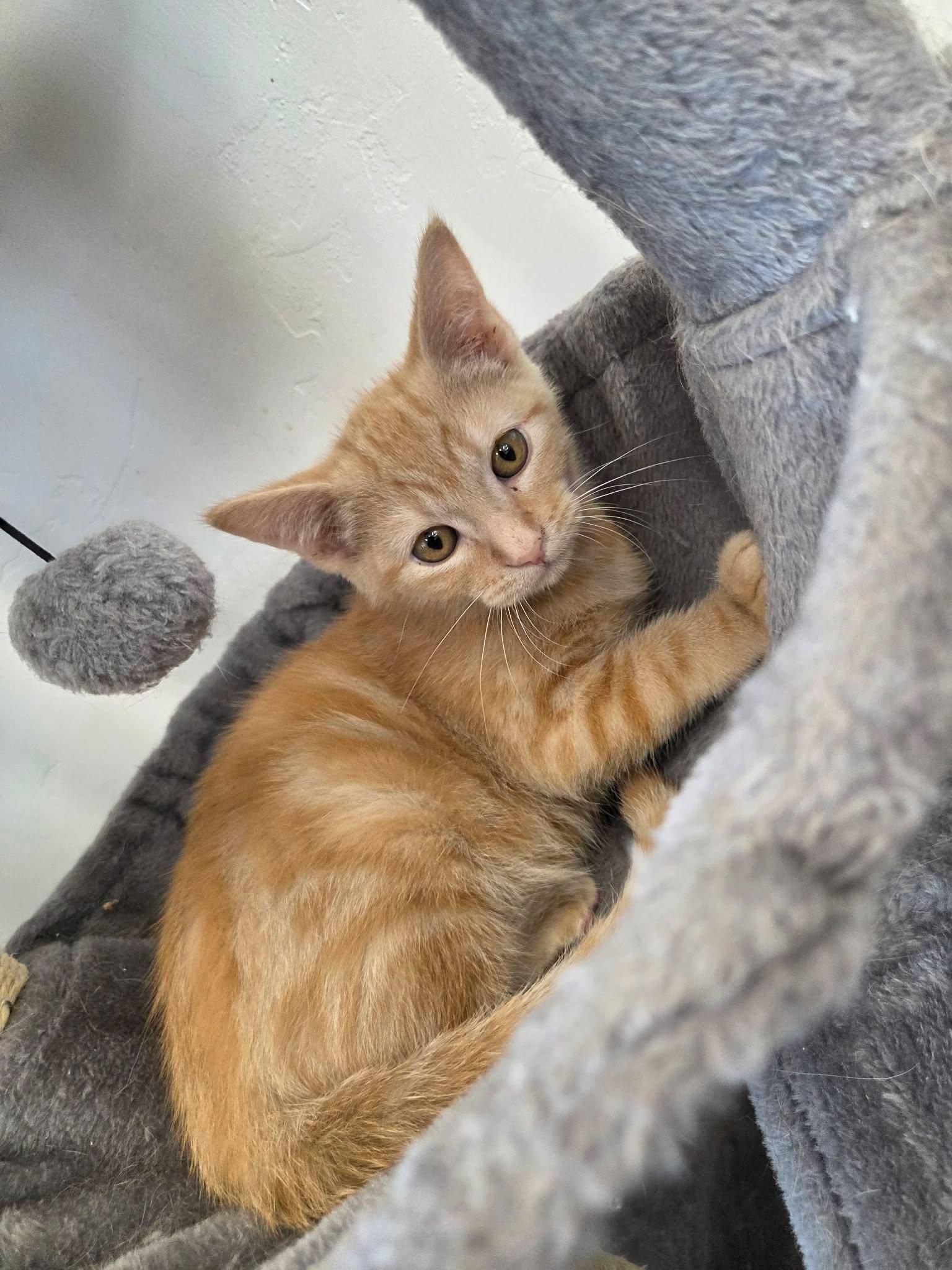 Potter, a ADOPTABLE Domestic Short Hair in Roosevelt, UT image 4/4
