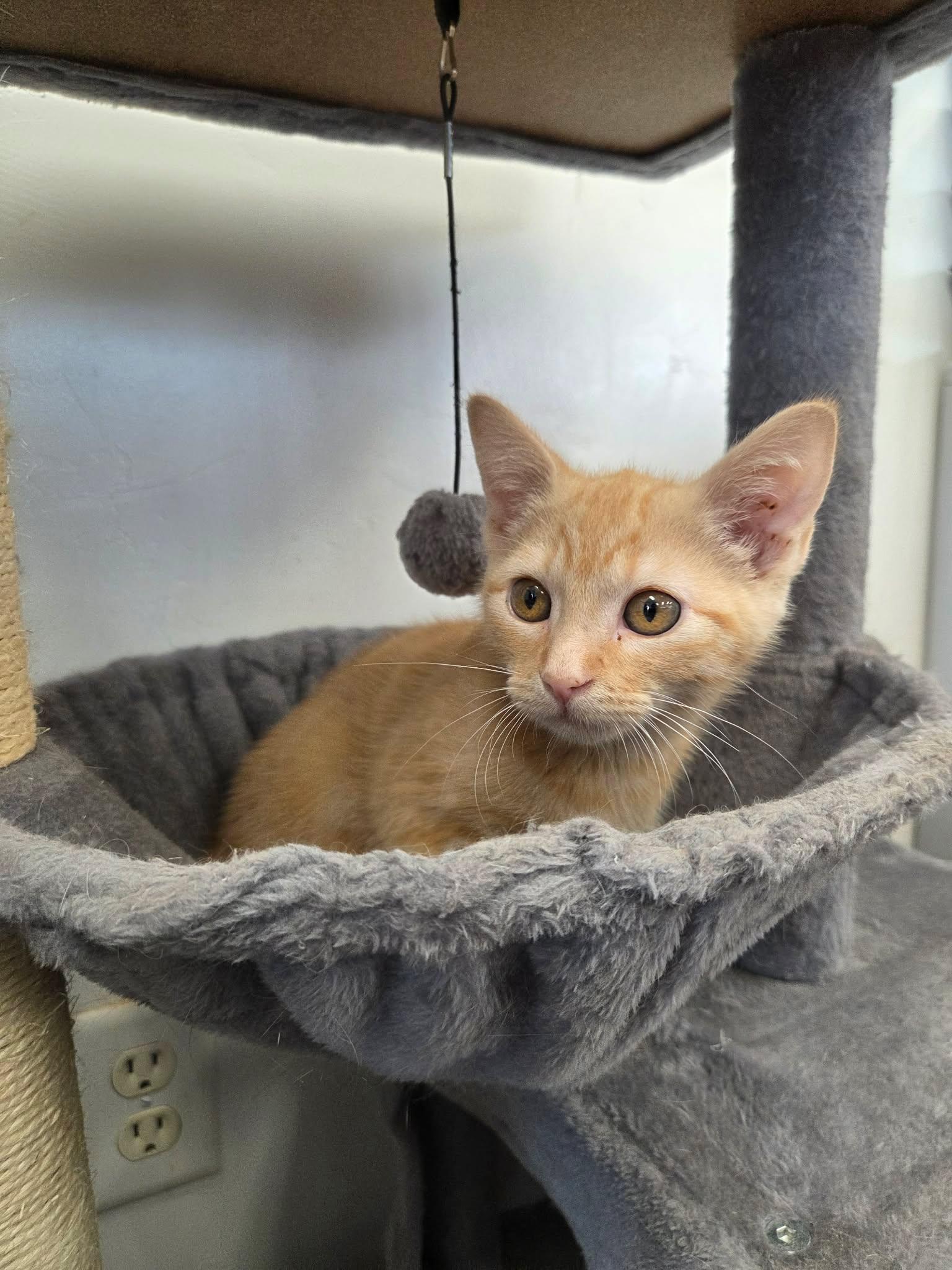 Potter, ADOPTABLE, Young Male Domestic Short Hair.