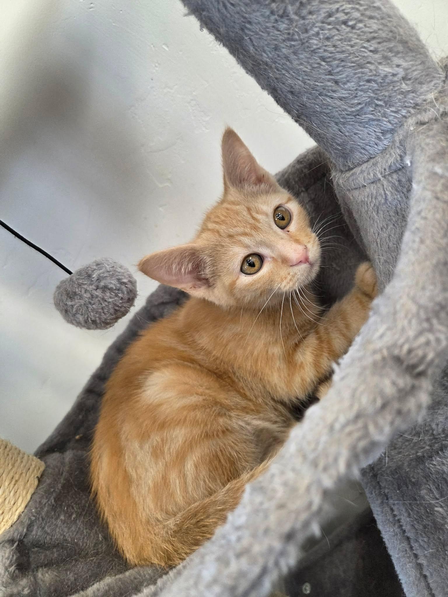 Potter, a ADOPTABLE Domestic Short Hair in Roosevelt, UT image 2/4