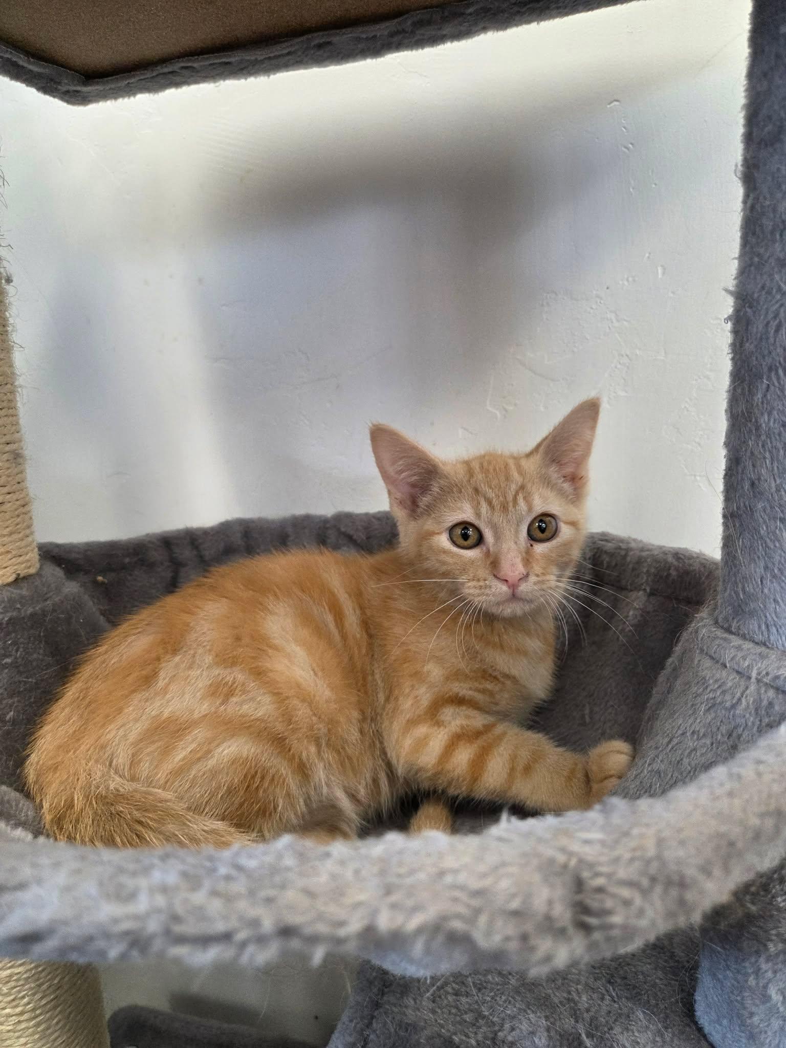 Potter, a ADOPTABLE Domestic Short Hair in Roosevelt, UT image 3/4